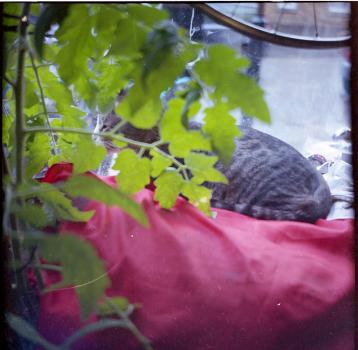 files/images/cassius gardeners delight_0.jpg